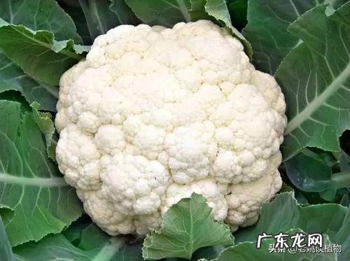 花叶菜的作用是什么?