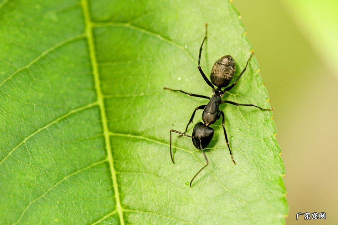 蚂蚁多怎么彻底清除
