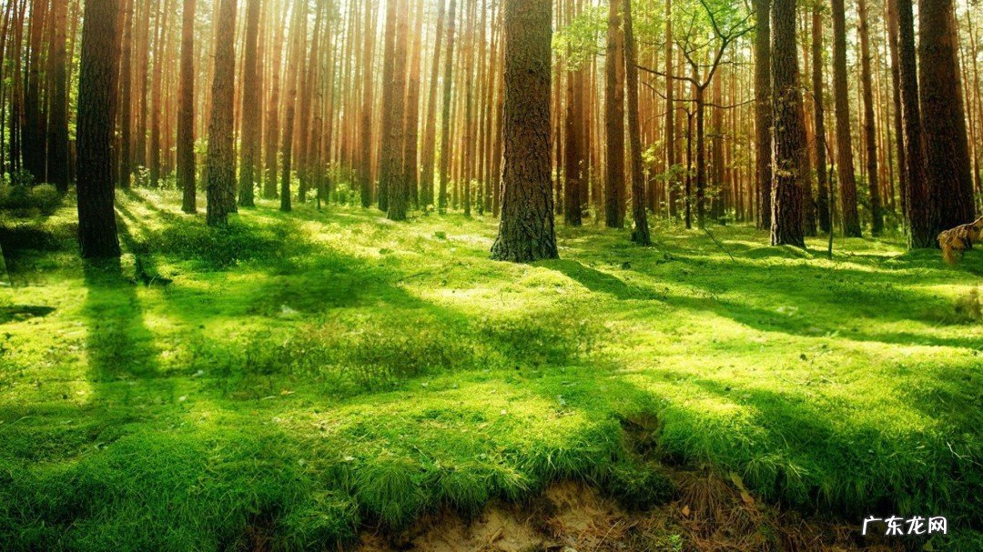 赞美阳光的唯美句子