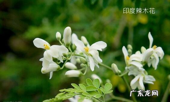 辣木籽真的有那么神奇吗?