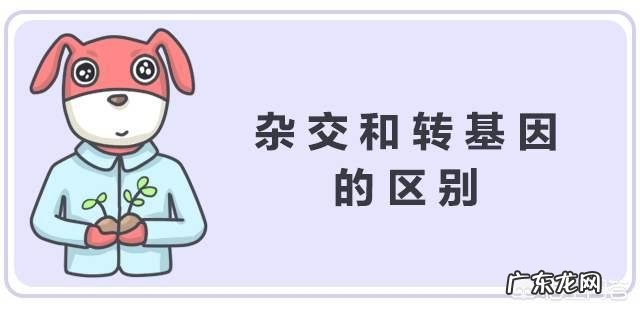 袁隆平的杂交水稻是转基因吗？