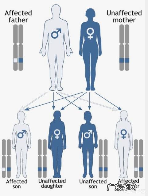 袁隆平的杂交水稻是转基因吗?