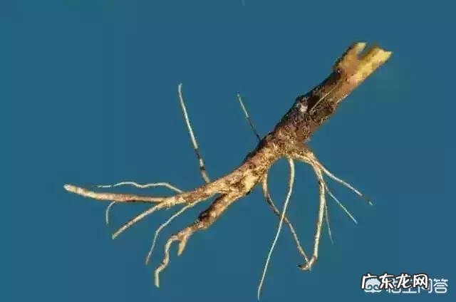 袁隆平的杂交水稻是转基因吗？