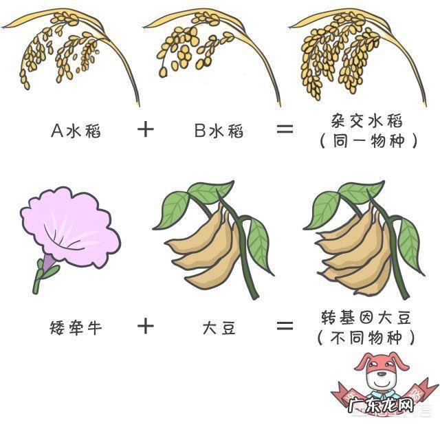 袁隆平的杂交水稻是转基因吗？