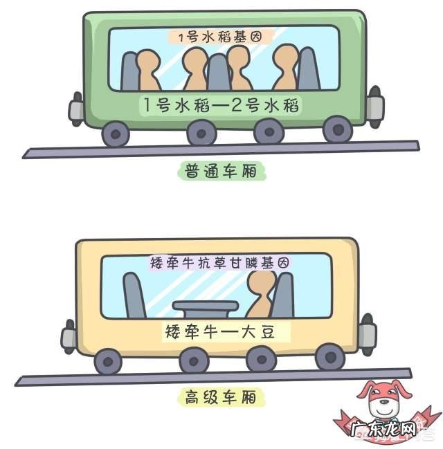 袁隆平的杂交水稻是转基因吗？