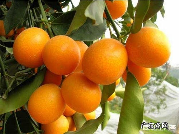 皇帝柑枯枝是怎么回事？