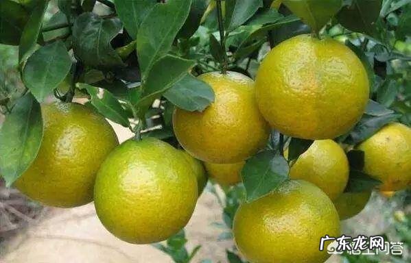 皇帝柑枯枝是怎么回事？