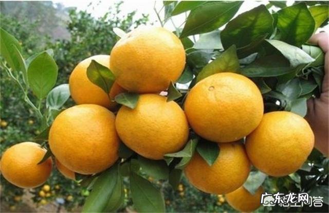 皇帝柑枯枝是怎么回事？