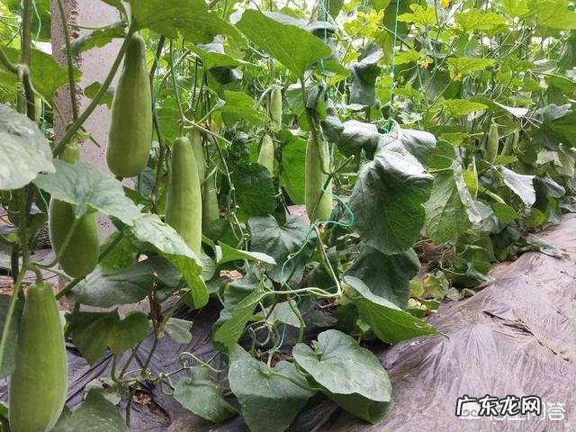 甜瓜界的网红“羊角蜜”,究竟是如何种出来的?