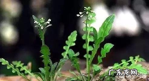 春天你们那里都有什么野菜?多吃哪种野菜好?