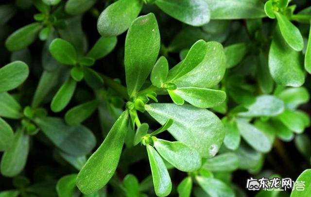 春天你们那里都有什么野菜?多吃哪种野菜好?