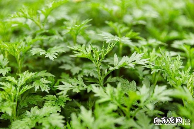 春天你们那里都有什么野菜?多吃哪种野菜好?