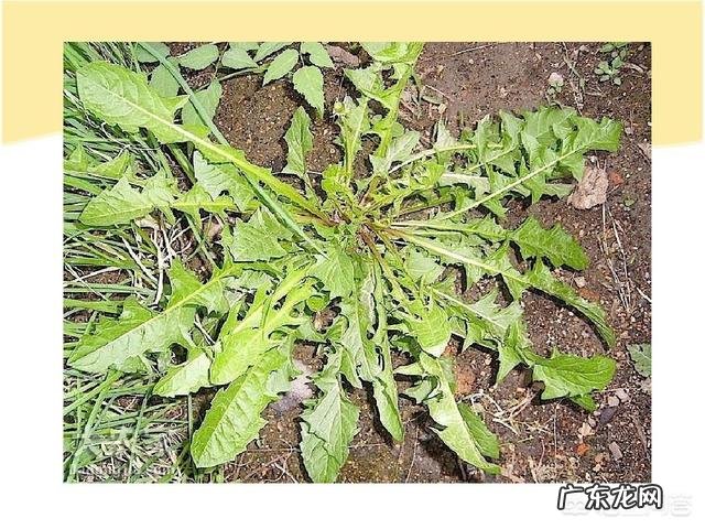 春天你们那里都有什么野菜？多吃哪种野菜好？