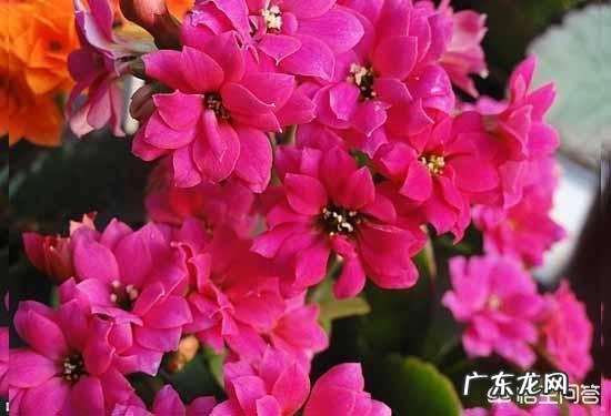 春节期间应该怎样选购合适的花卉？买到家后应该怎样养？