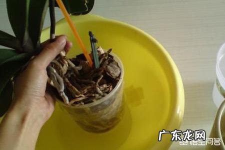 春节期间应该怎样选购合适的花卉？买到家后应该怎样养？