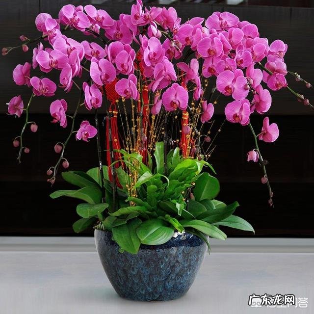 春节期间应该怎样选购合适的花卉？买到家后应该怎样养？