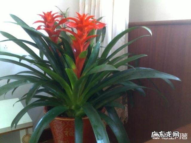 春节期间应该怎样选购合适的花卉？买到家后应该怎样养？