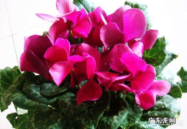 春节期间应该怎样选购合适的花卉？买到家后应该怎样养？