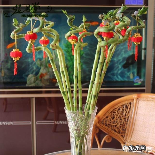 春节期间应该怎样选购合适的花卉？买到家后应该怎样养？