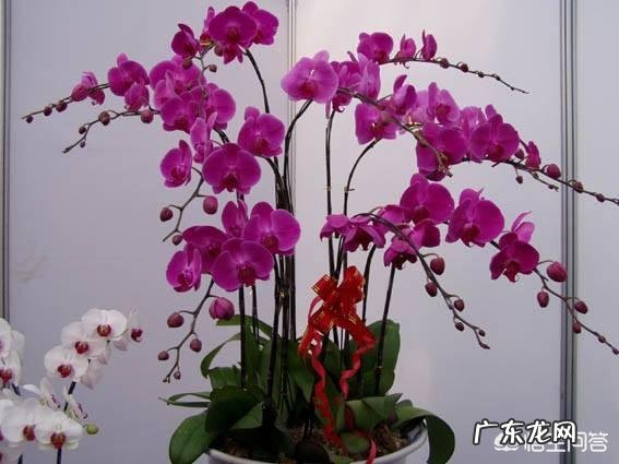 春节期间应该怎样选购合适的花卉？买到家后应该怎样养？