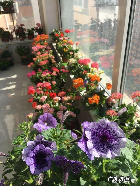 春节期间应该怎样选购合适的花卉？买到家后应该怎样养？