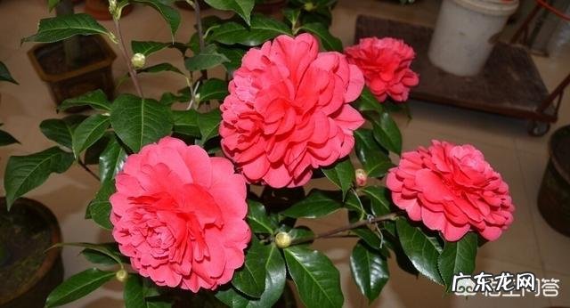 春节期间应该怎样选购合适的花卉？买到家后应该怎样养？