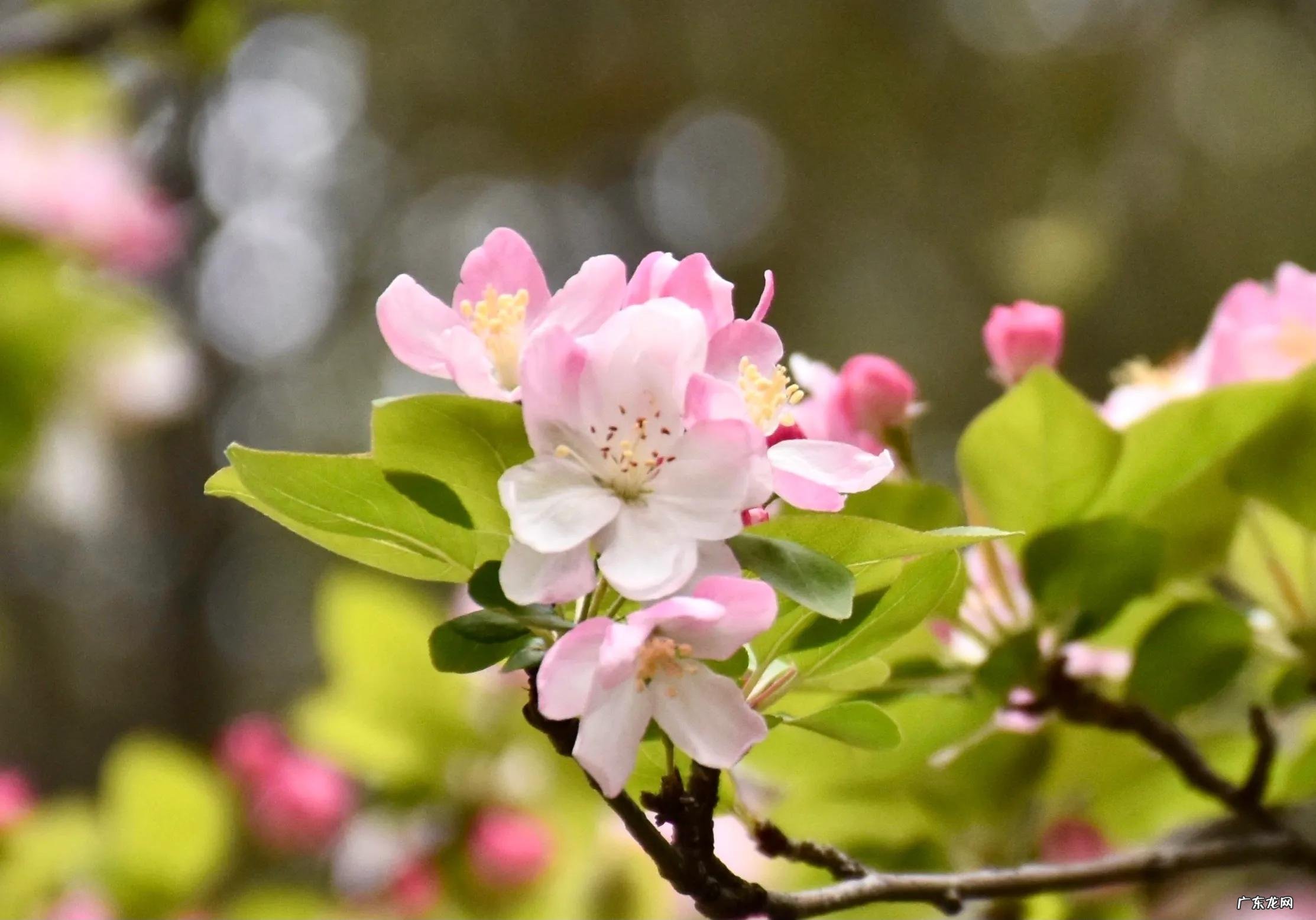 嫣然一笑竹篱间的含义 嫣然一笑竹篱间是什么动物