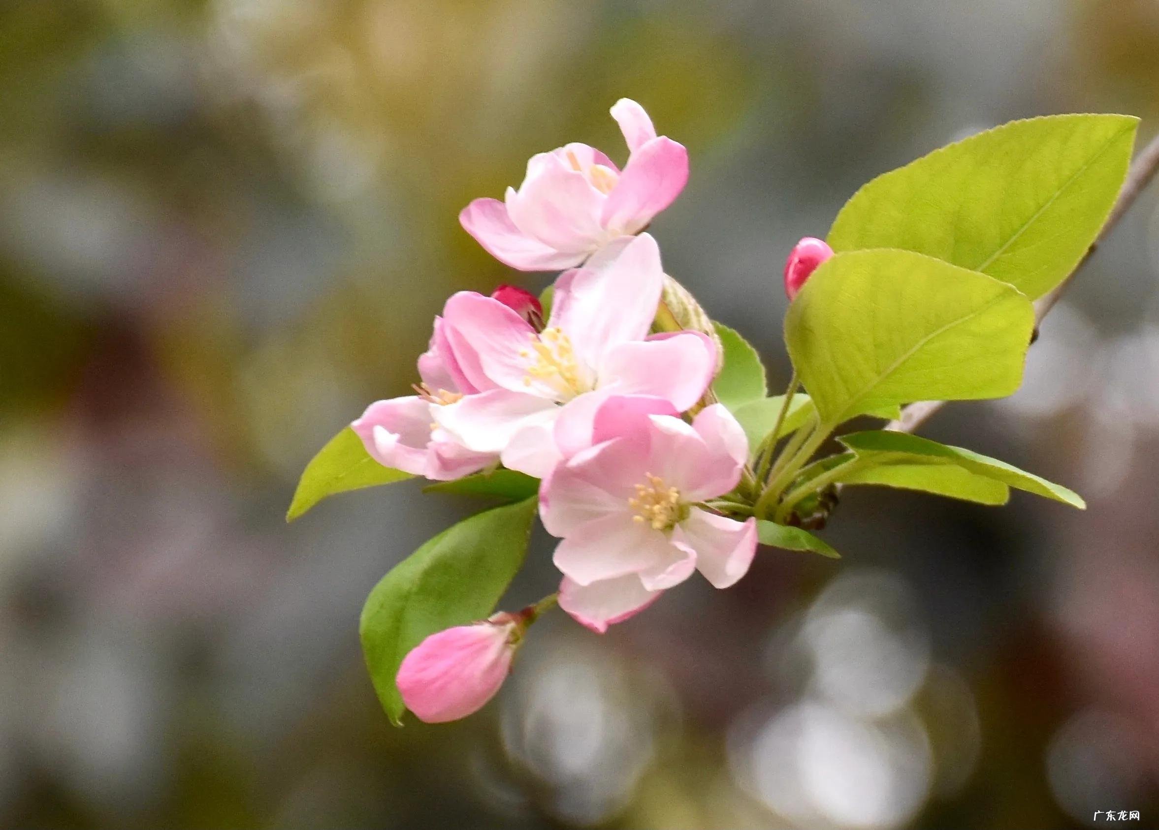 嫣然一笑竹篱间的含义 嫣然一笑竹篱间是什么动物