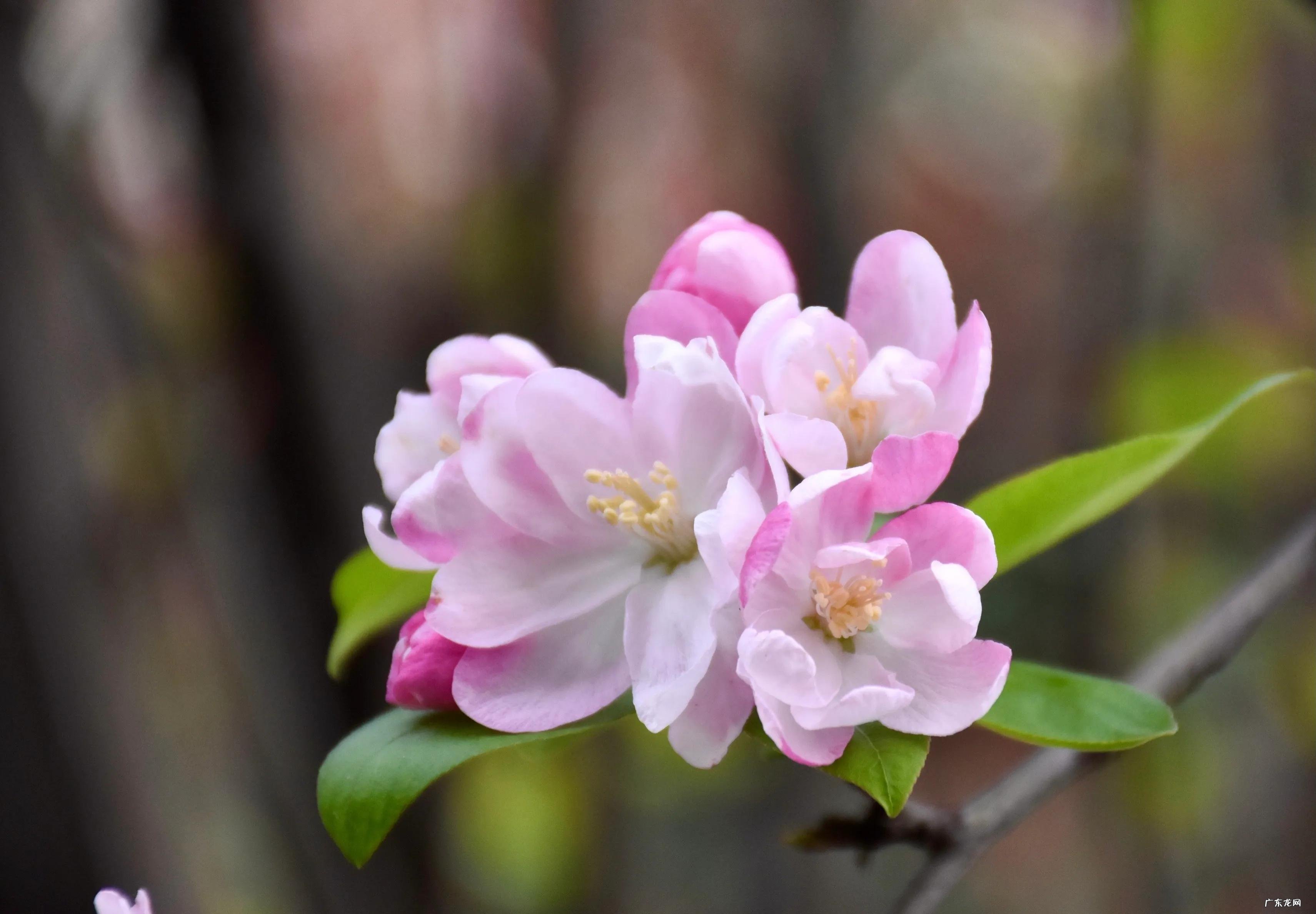 嫣然一笑竹篱间的含义 嫣然一笑竹篱间是什么动物