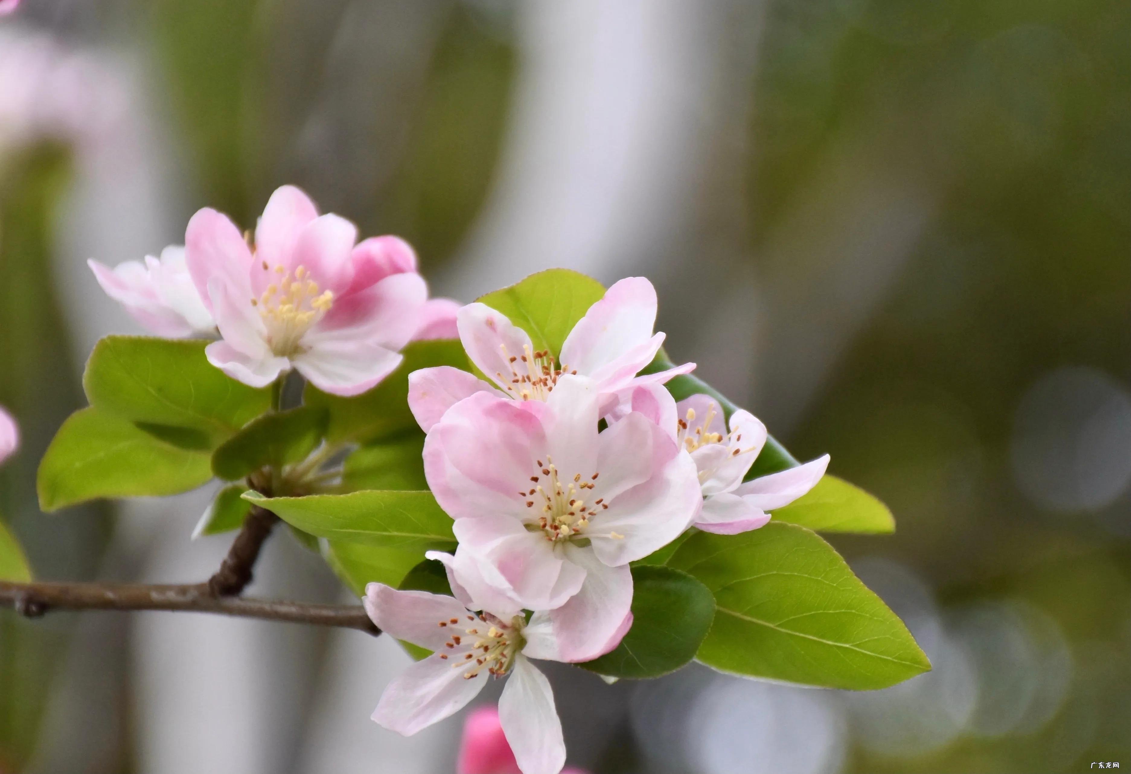 嫣然一笑竹篱间的含义 嫣然一笑竹篱间是什么动物