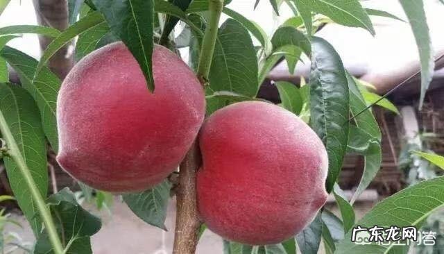 种桃树该怎么管理?