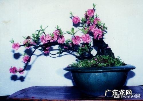 种桃树该怎么管理?