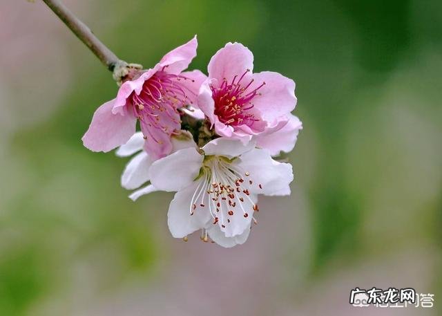 种桃树该怎么管理?