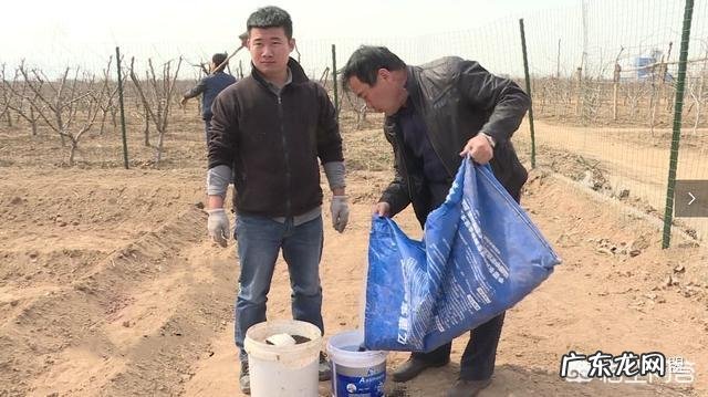 种桃树该怎么管理?