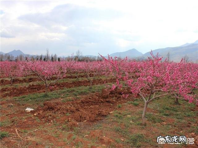 种桃树该怎么管理?