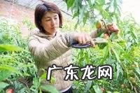 种桃树该怎么管理?