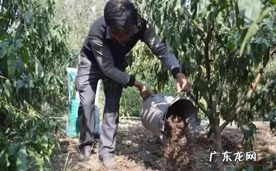 种桃树该怎么管理?
