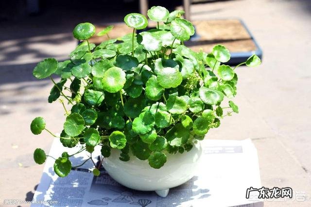 铜钱草有毒吗？