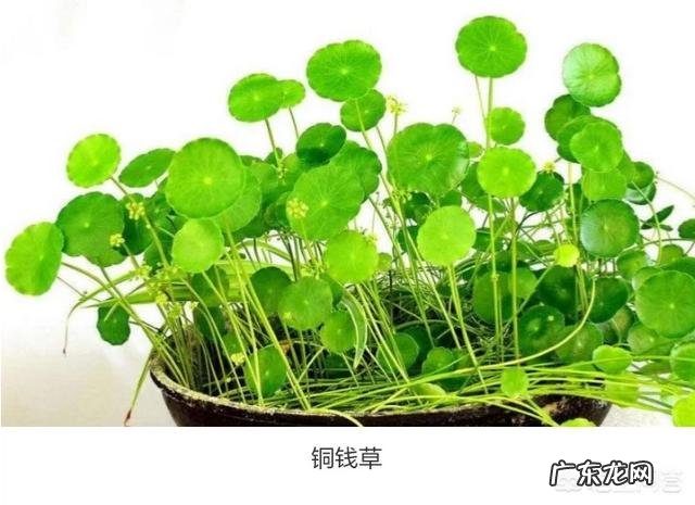 铜钱草有毒吗?