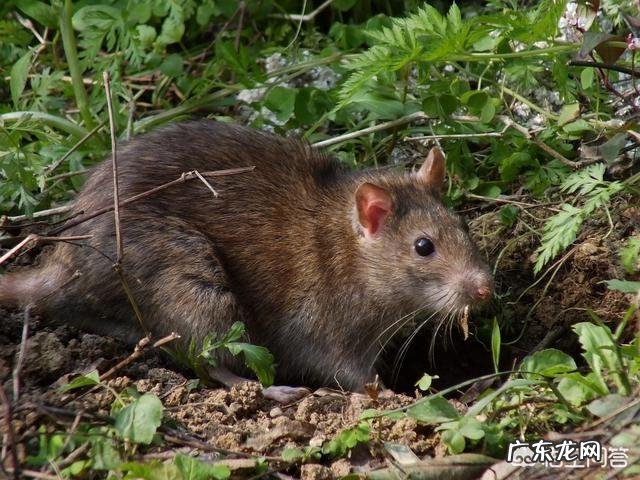 世界上最大的蛇是什么蛇?