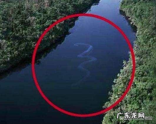 世界上最大的蛇是什么蛇?