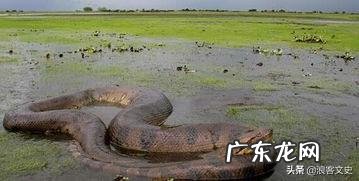 世界上最大的蛇是什么蛇?