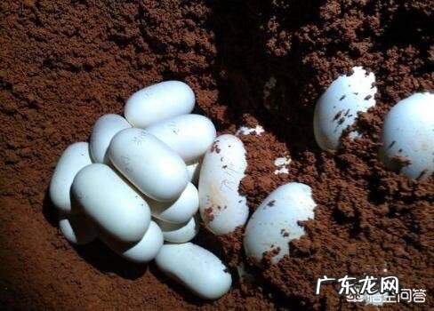 世界上最大的蛇是什么蛇?