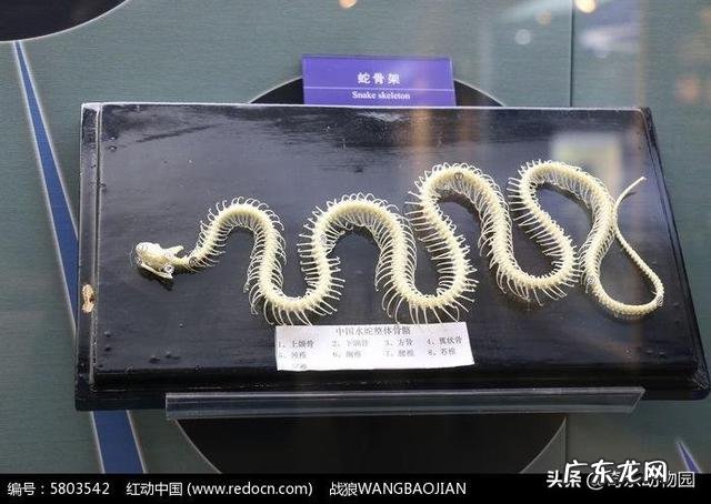 世界上最大的蛇是什么蛇?