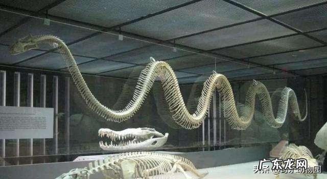 世界上最大的蛇是什么蛇?