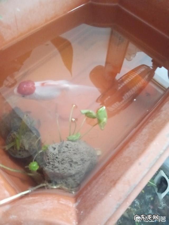 为什么民俗中二月二为什么要吃猪头？