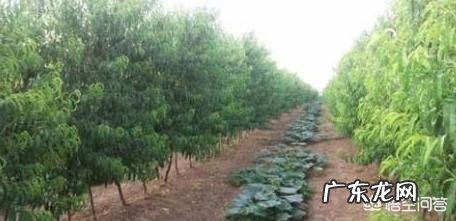 如果种植桃树,需要注意什么?
