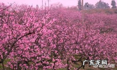 如果种植桃树,需要注意什么?