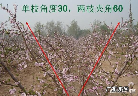 如果种植桃树,需要注意什么?