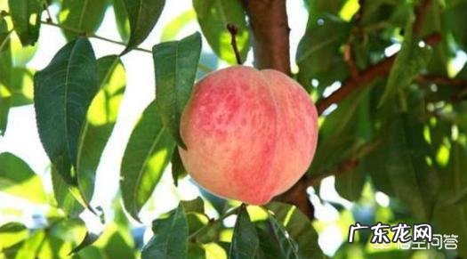 如果种植桃树,需要注意什么?